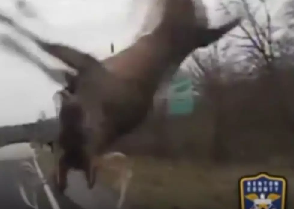 Dash Cam Video Shows Deer Colliding with Police Cruiser