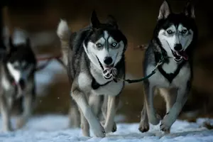 Michigan Fantasy Dog Sledding Camp In The U.P. Is a REAL THING