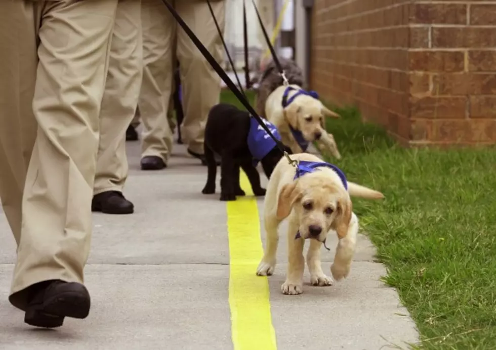 Fake Service Dogs Are Now a Real Thing – Except in Michigan