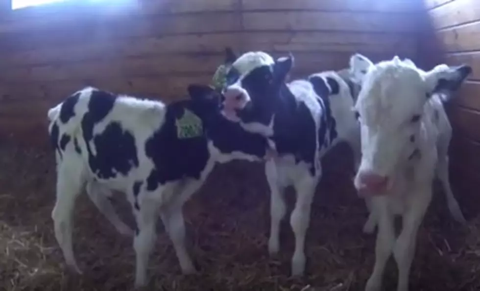 Michigan Welcomes Triplet Heifers