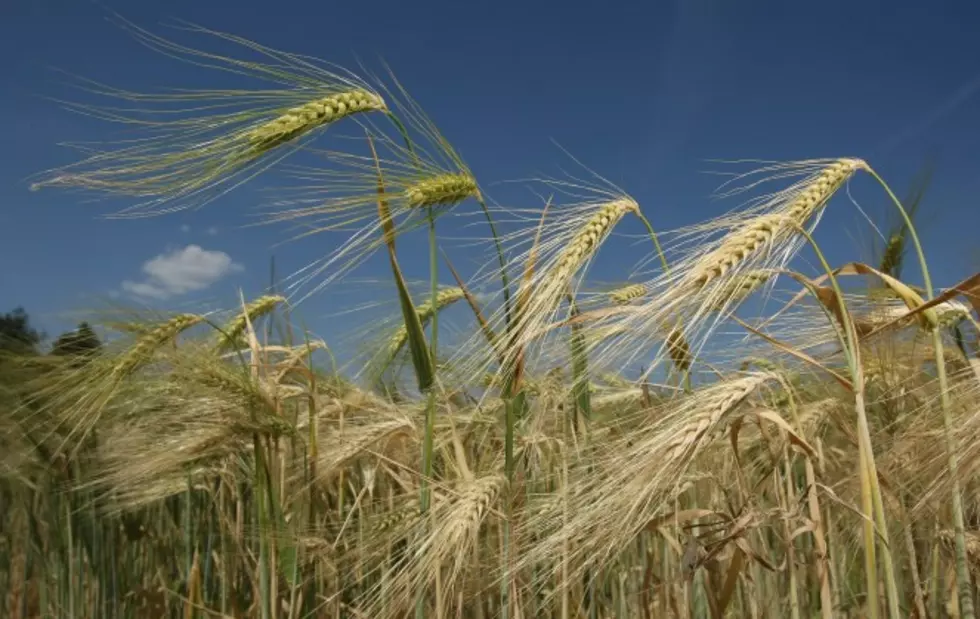 Spartan Barley Could Make a Comeback Thanks To Local Breweries