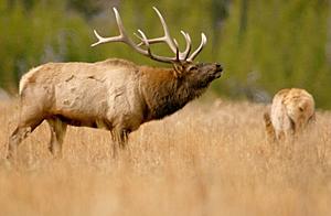 Wild Bull Elk Spotted in Mid-Michigan