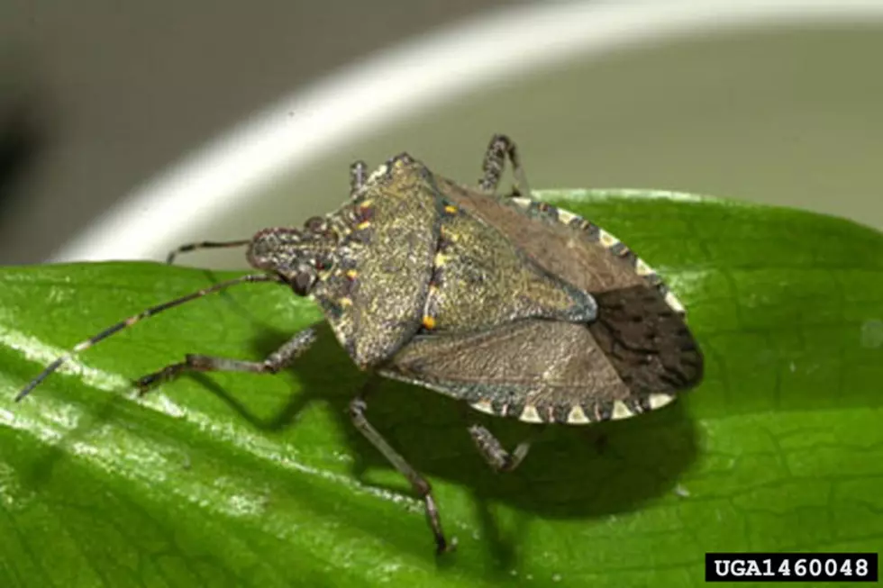 stink bugs are coming!
