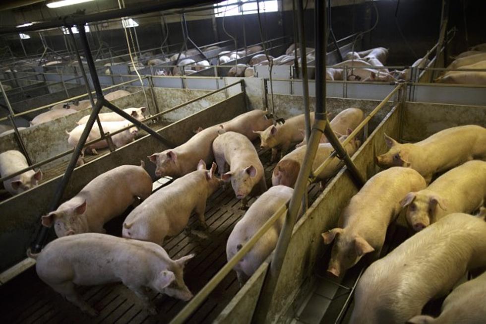 BREAKING NEWS – U.S. Bacon Reserves Are At 50-Year Low