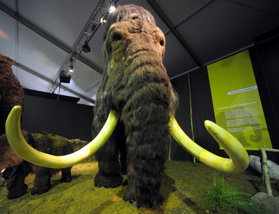 Too cool! – Lansing man has woolly mammoth in his backyard