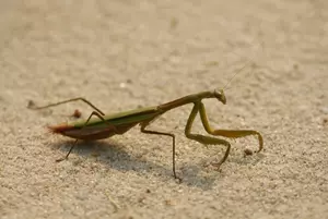 Gotta show you something &#8211; a praying mantis &#8211; eating a bird!