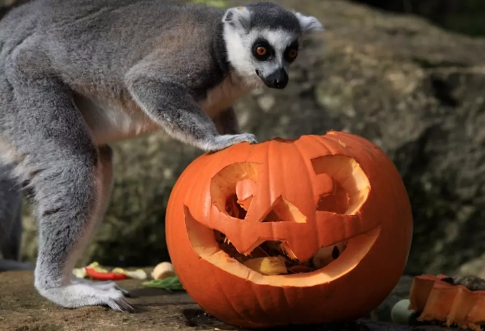 This Is The Last Weekend For This Year&#8217;s Boo At The Zoo At Potter Park