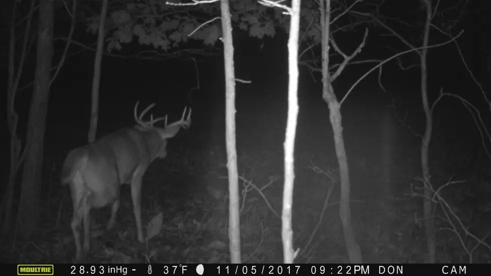Michigan Deer Baiting Ban? Sure, Let’s Make the Fine $1