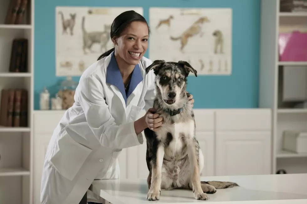 FDA Issues Warning About Dog Bone Treats
