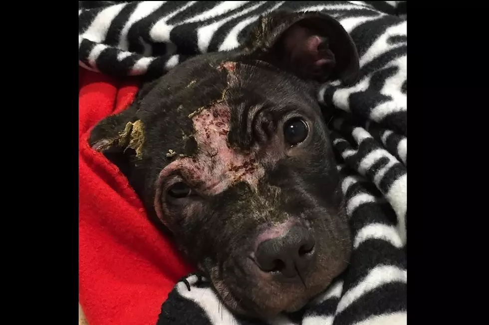 Help Humane Society Find Who&#8217;s Responsible For Burning, Starving Lansing Puppy (GRAPHIC PHOTOS)