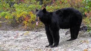 UPDATE: Midland Bear Gets Name &#8211; Free Trip to the U.P.