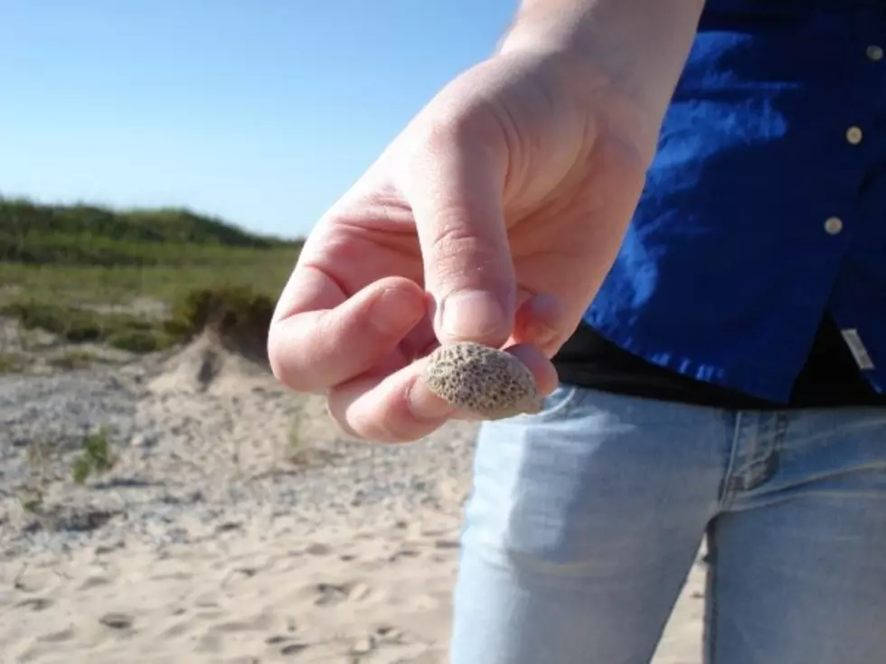 High Water in Lake Michigan=Better Petoskey Stone Hunting