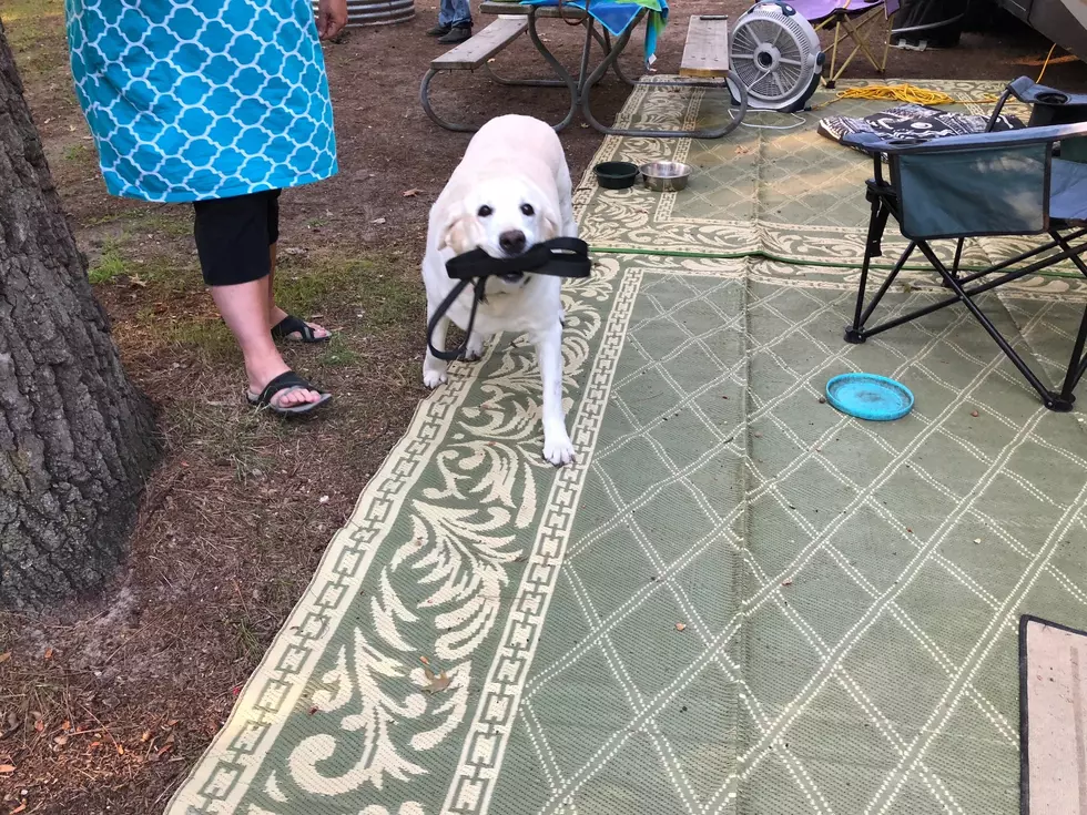 Dogs Of The Campsite [PHOTOS]