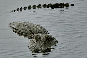 Alligator Found Swimming in Lake Michigan