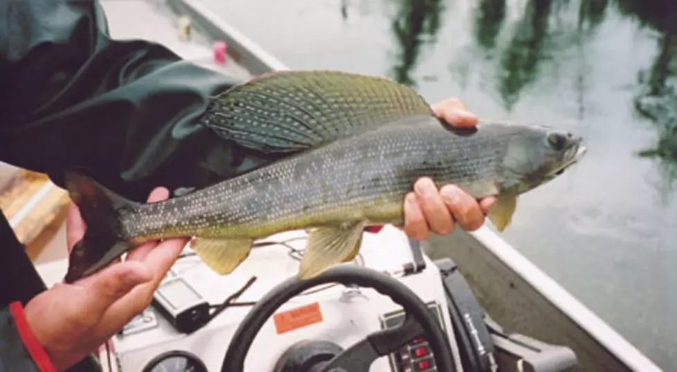 Grayling Are Coming Back to Michigan – We Know When and Where