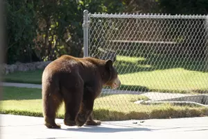 This is Why You Don&#8217;t Feed the Bears &#8211; in Michigan or Anywhere