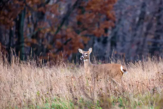 Lansing Man Killed In Deer Hunting Accident