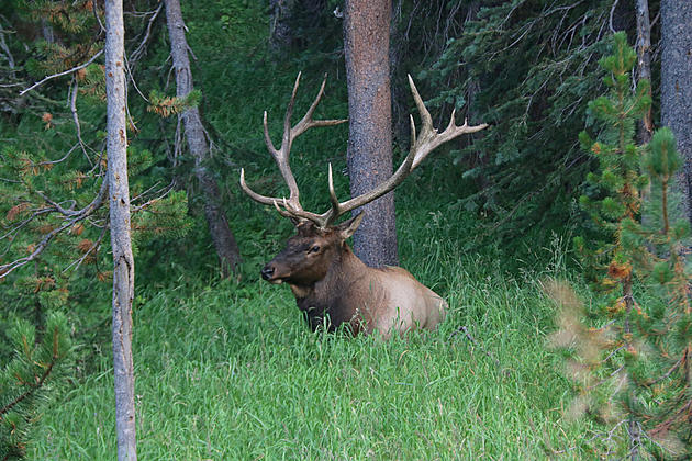 Bull Elk Killed Illegally In Michigan