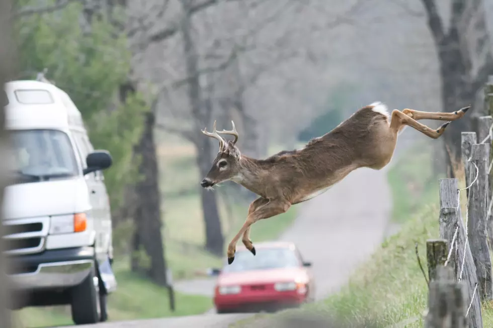 Michigan Trooper ALMOST Hits Deer Near Houghton Lake [VIDEO]