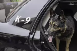 Michigan State Police &#8211; Get Your Dogs Off the Dashboard
