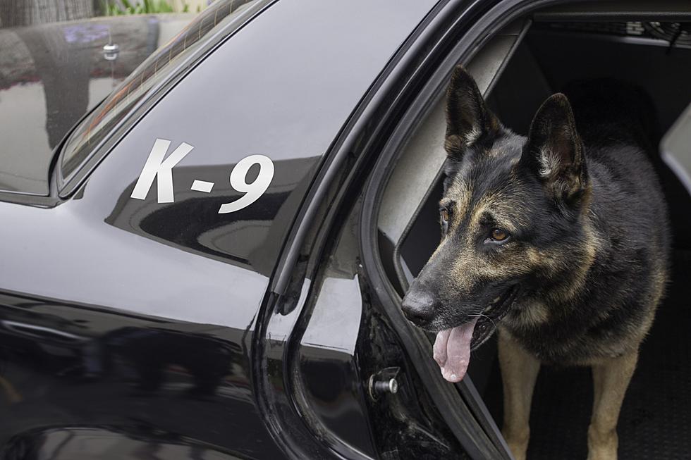 Michigan State Police – Get Your Dogs Off the Dashboard