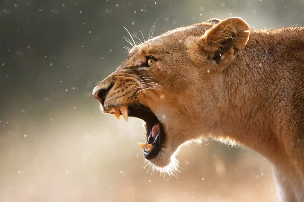 Potter Park Lion Gets Root Canal – Dentist Escapes Unscathed