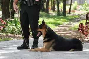 Michigan&#8217;s Pot Sniffing Police Dogs &#8211; Unemployed Now?