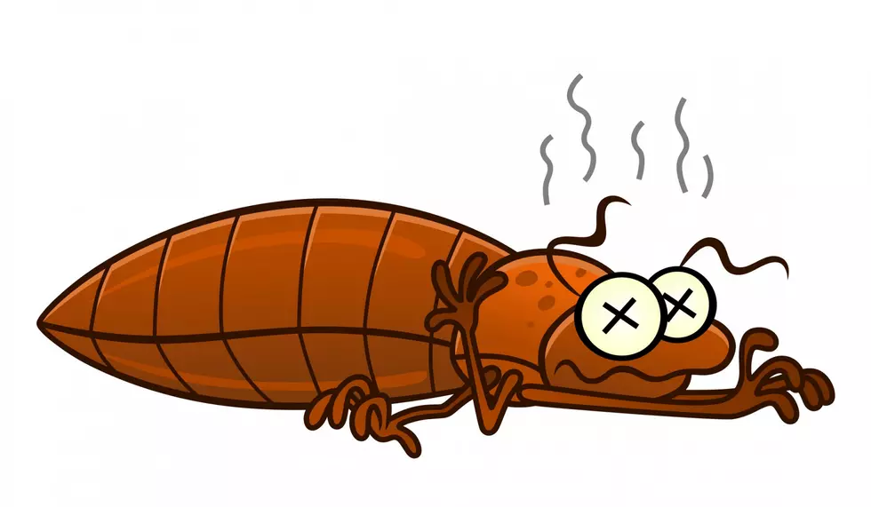Congrats Lansing – You Made the List – The Bedbug List