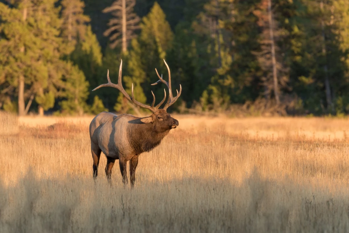 Michigan Elk Herd is Big and Healthy Maybe Too Big