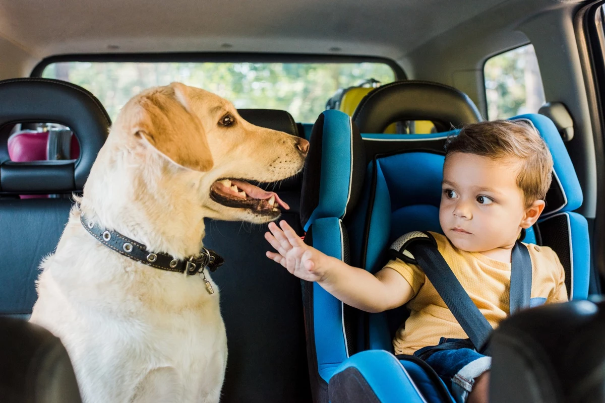 Ребенок и собака в машине