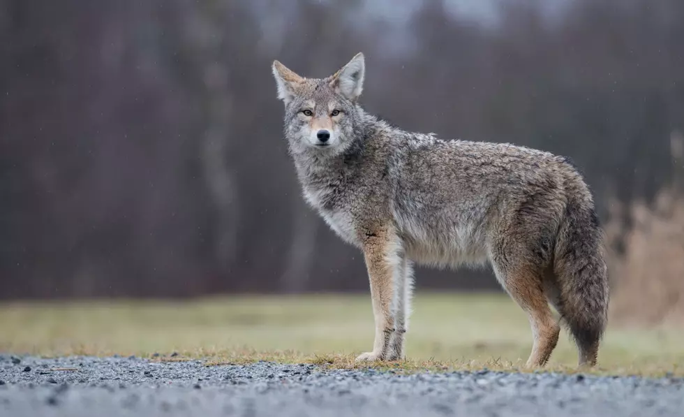 Cool Video of Coyote on Frozen Lake Michigan