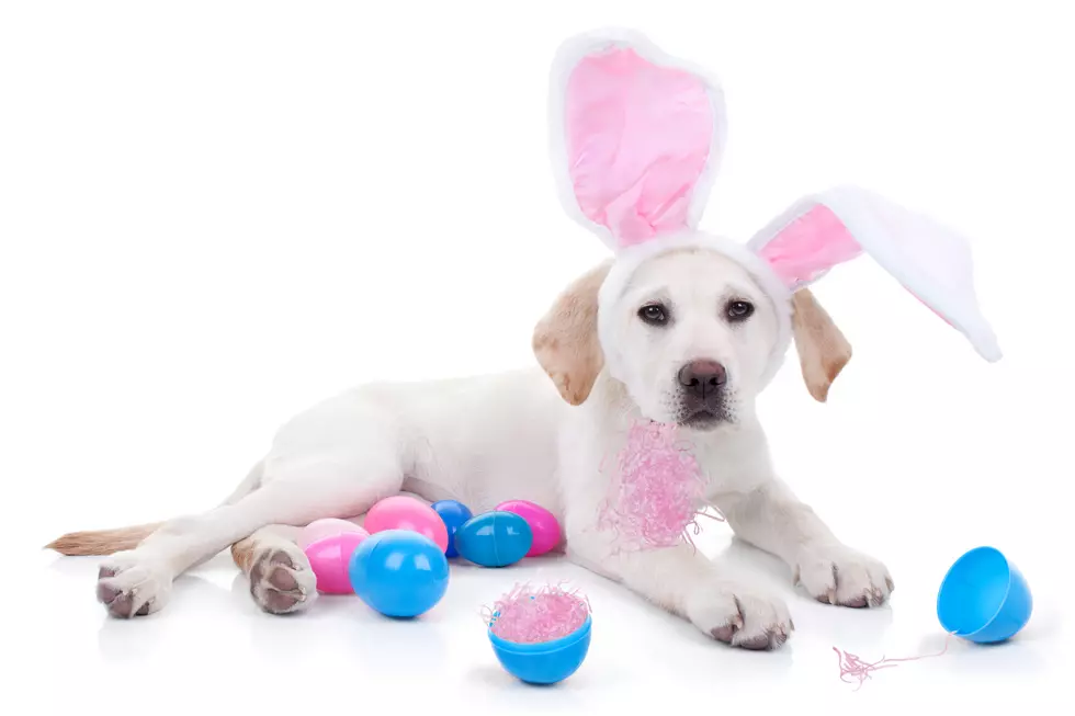 PetSmart Is Offering A Free Family Picture With The Easter Bunny