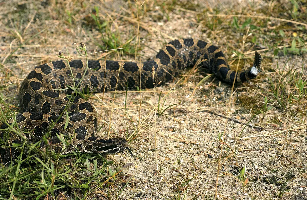 Michigan Guy Goes Fishing &#8211; Catches Rattlesnake