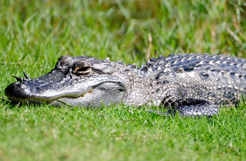 Alligator – Car Accident in Lansing Takes Gator’s Life