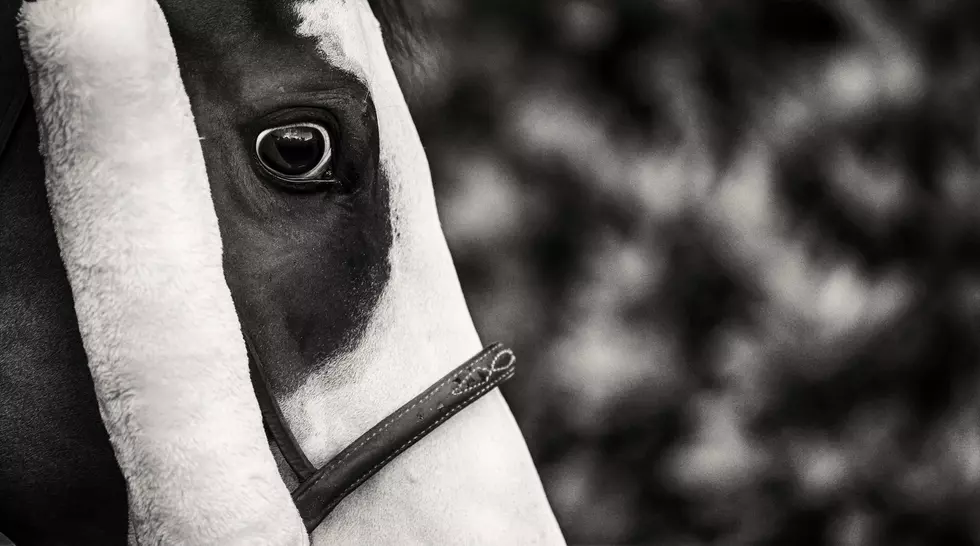 To Our Horsey Michigan Friends &#8211; Your Horse is Judging You