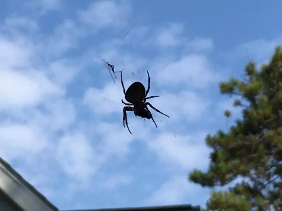 Why So Many Spiders Now in Michigan?