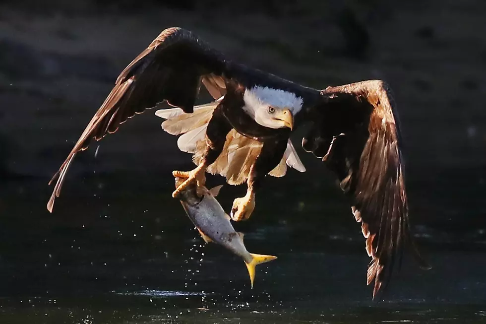 Michigan Goose Hunter Shoots Bald Eagle – By Mistake