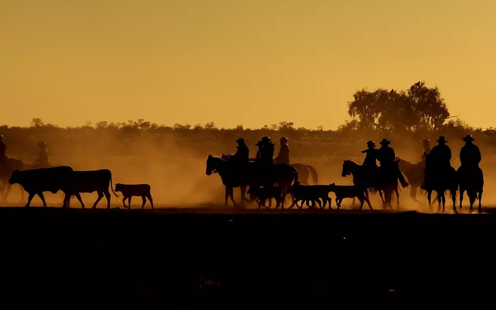 Michigan Retiree Still Driving Cattle in Wyoming