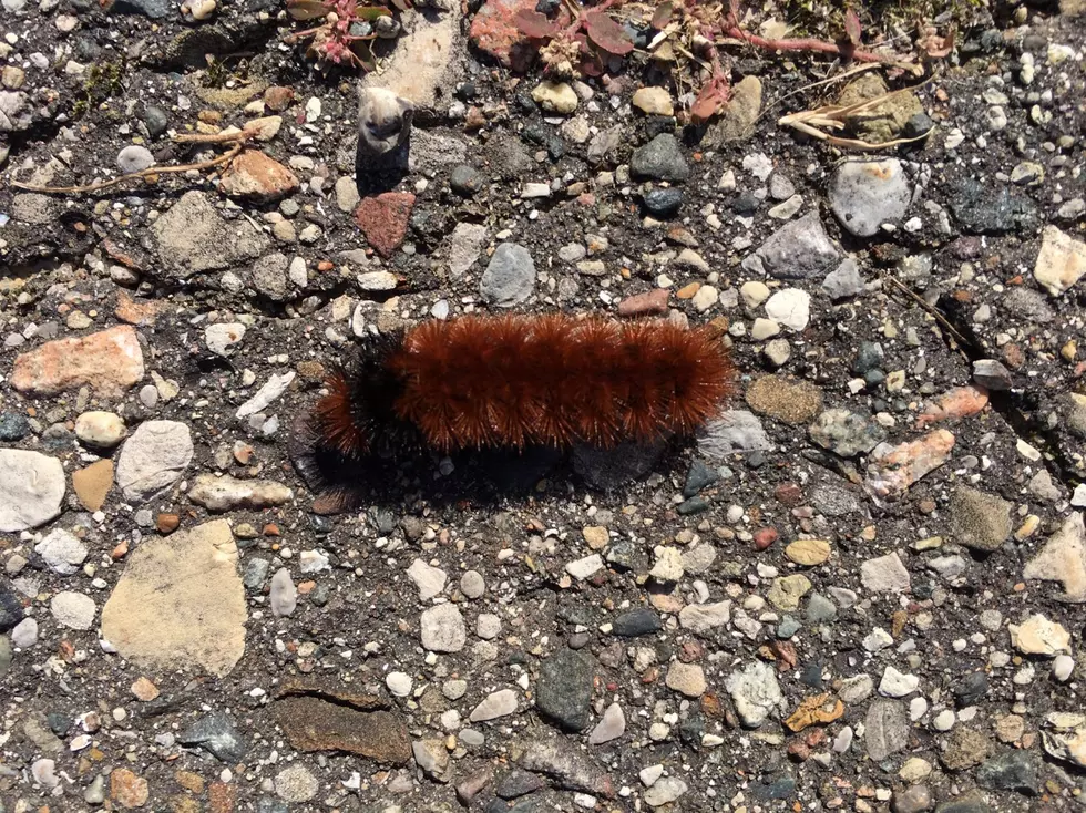 Sleepy Hollow Woolly Caterpillar Means We’ll Have a Mild Winter