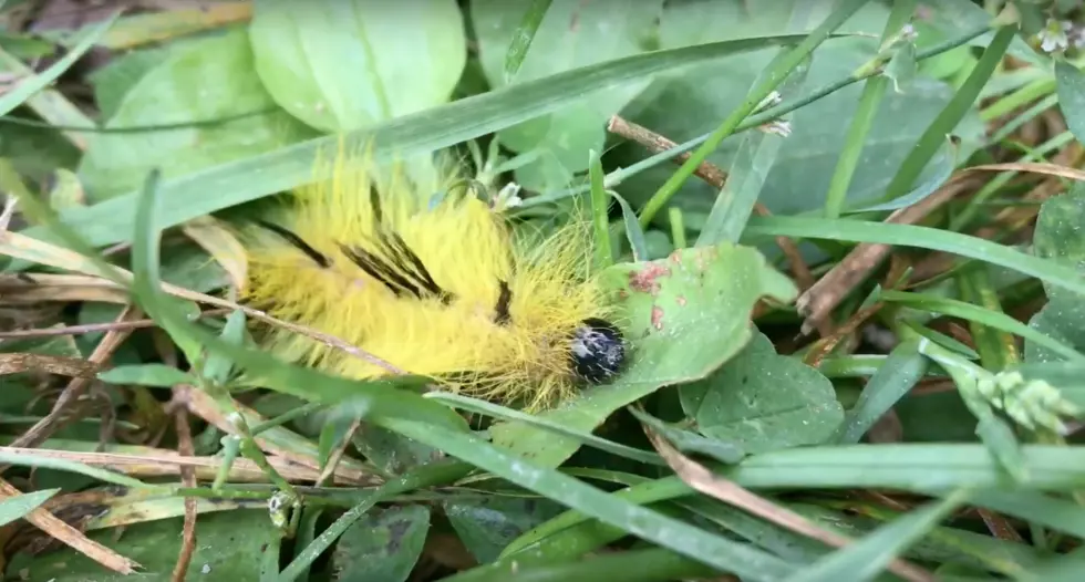 Michigan &#8211; Look Out For This Poisonous Caterpillar