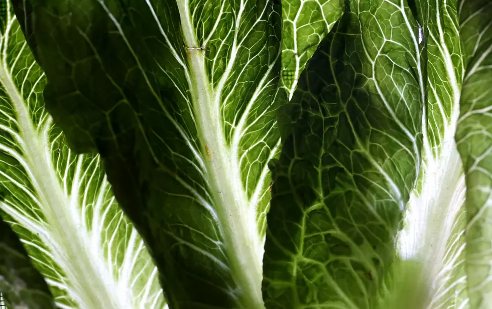 Food Safety Alert Issued For Romaine Lettuce