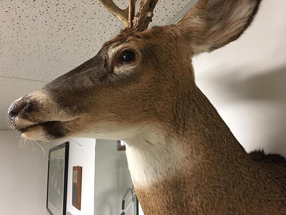 When Pet Deer Attack – Even After You Paint Their Toenails
