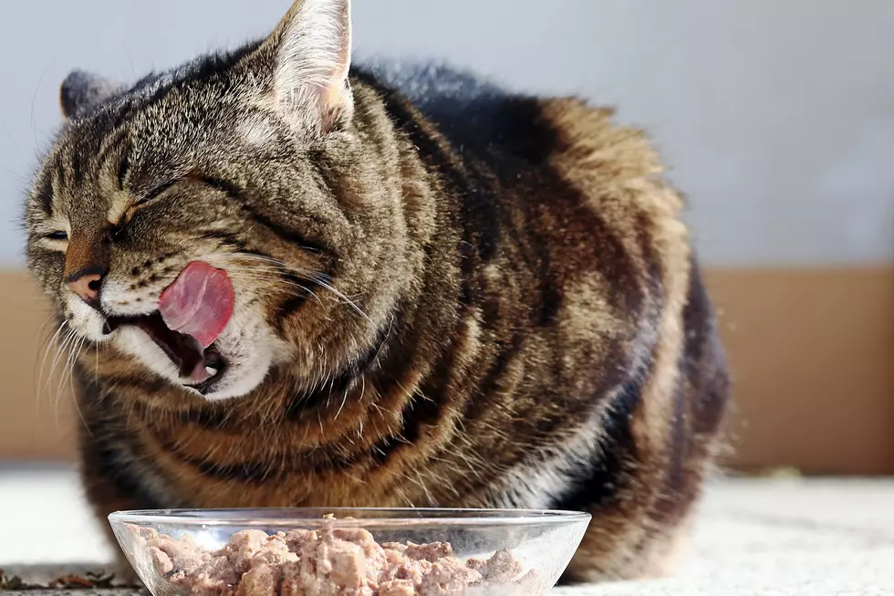 Cat Food Sold Nationwide Is Being Recalled