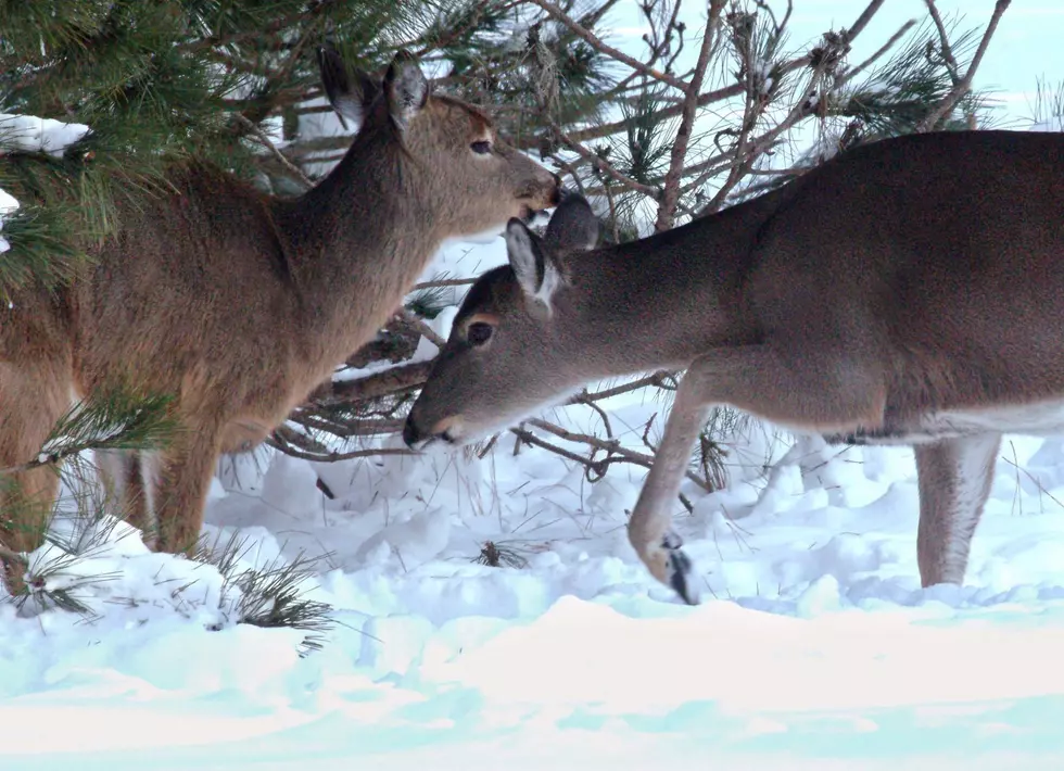 Too Many Deer – East Lansing Might Bring in the Sharpshooters