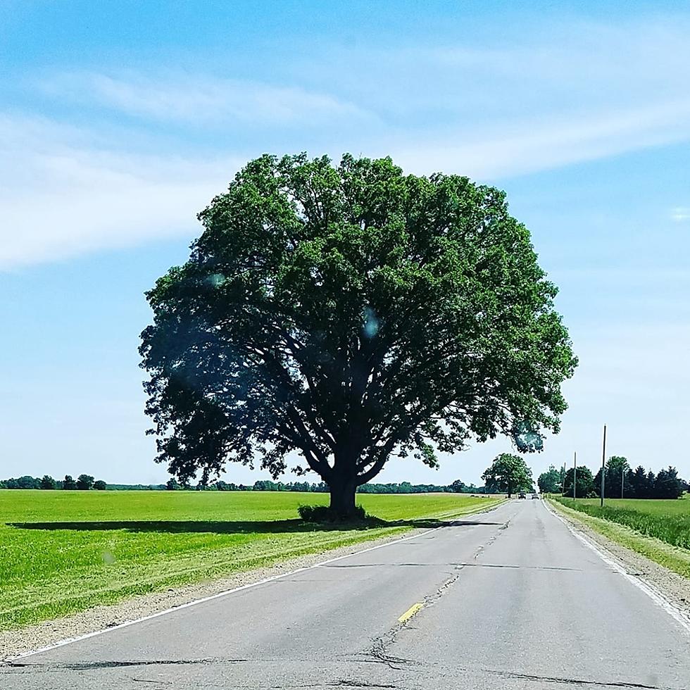 It Was a Close Call For the &#8216;Perfect Tree&#8217; in Ingham County