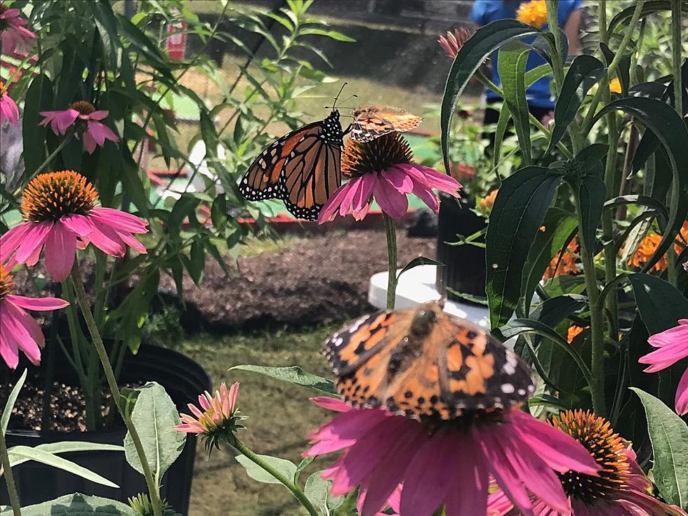 Virtually Visit the Frederick Meijer Gardens Butterfly Exhibit