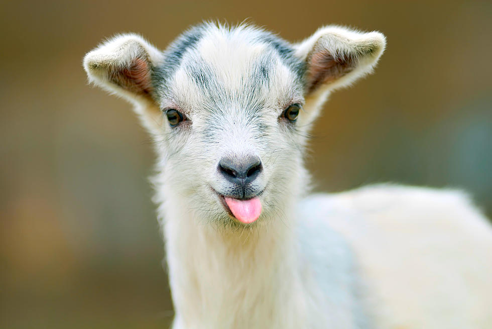 Ready To Take A Zoom Meeting With A Goat In Michigan?