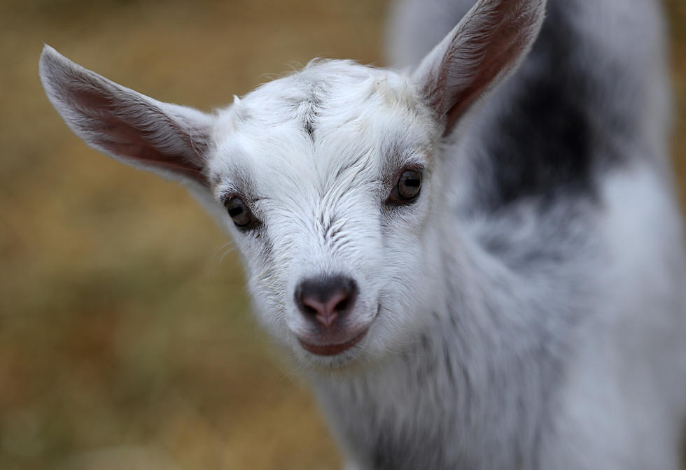 UPDATE: Stolen Baby Goats Safely Returned To MOO-ville Creamery