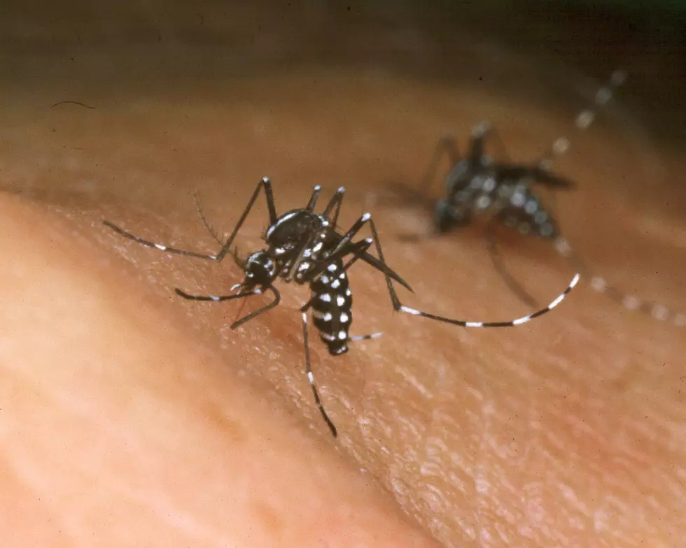 Please Welcome The Asian Tiger Mosquito To Michigan&#8230;Again