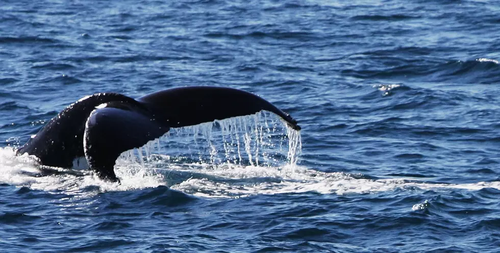 Did A Humpback Whale Almost Make It To The Great Lakes This Week?